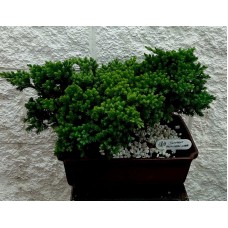 Bonsai 20 years